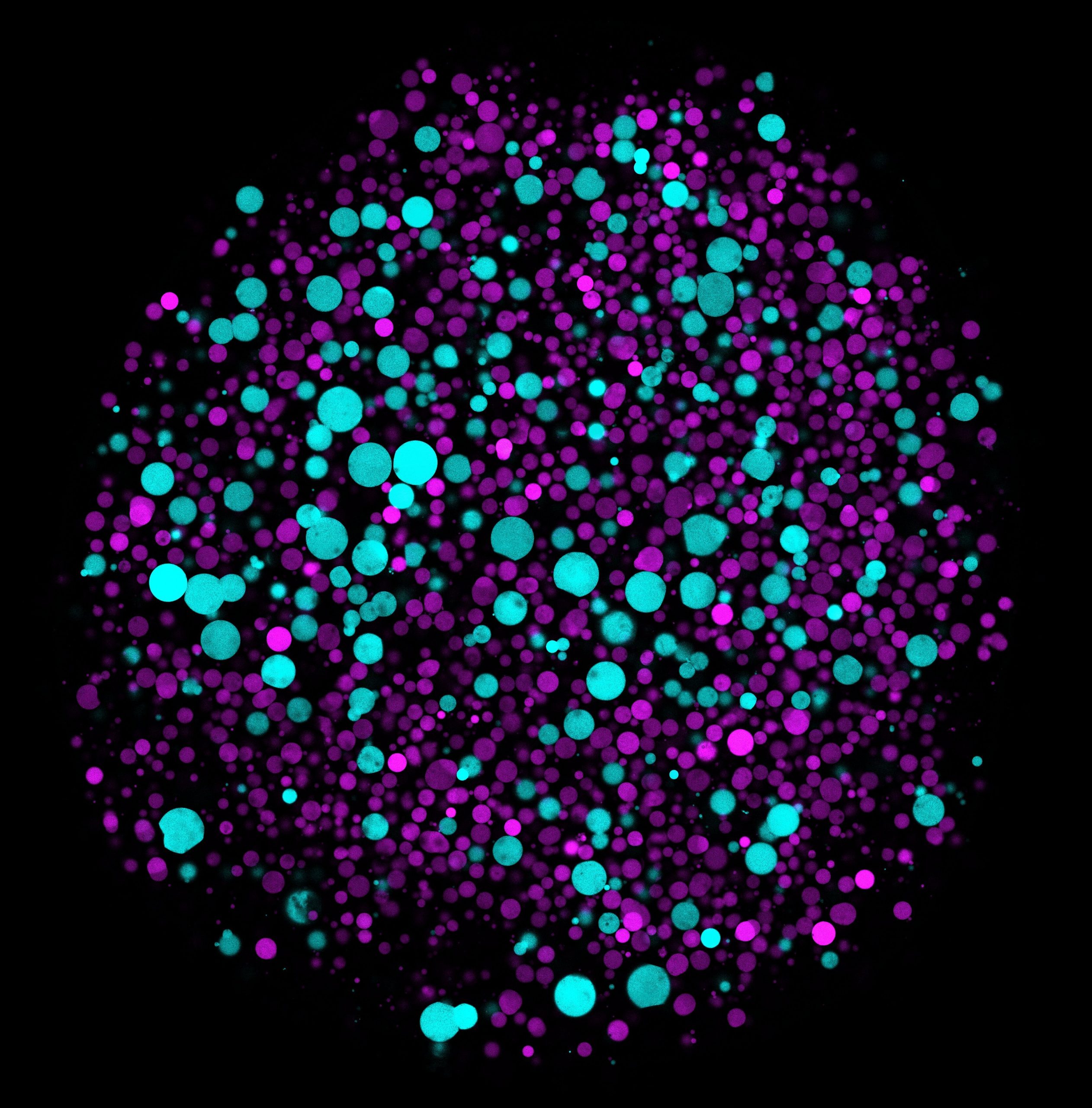 an image of polymer microgels