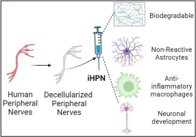 injectable hydrogel made from decellularized human nerve tissue research graph image
